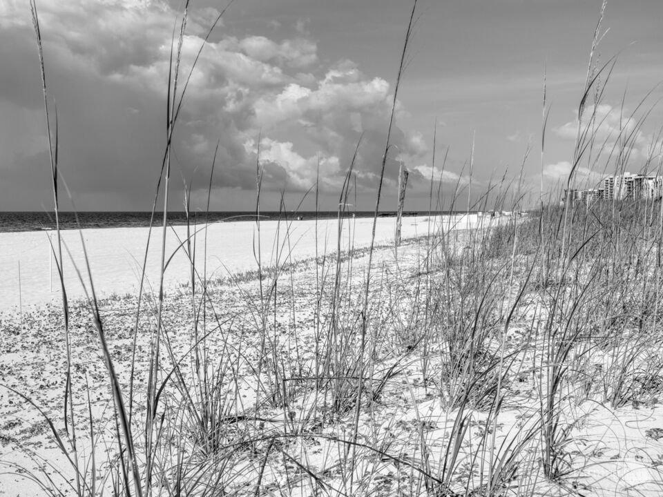 Perdido Key Florida Through Sea Oats Grayscale