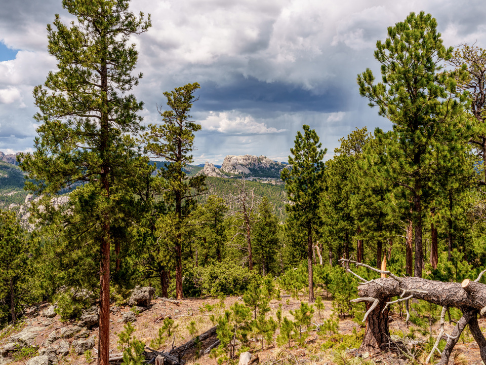 Mt Rushmore Landscape From Norbeck Overlook