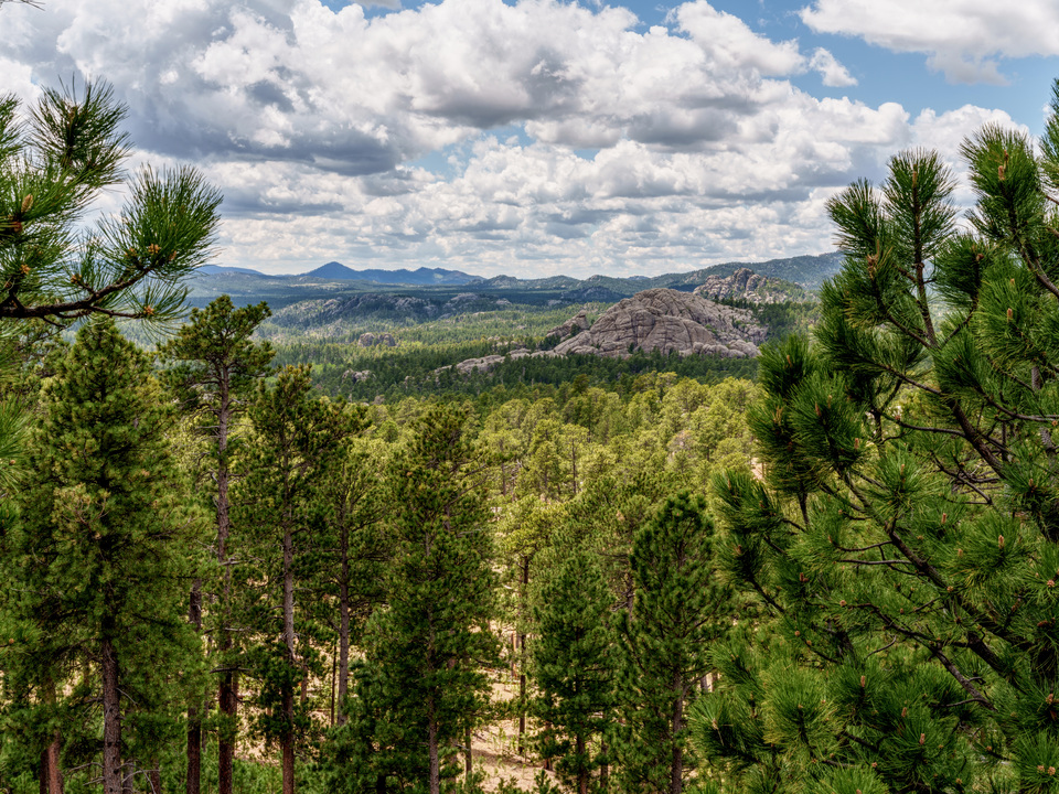 Black Hills From Norbeck Overlook