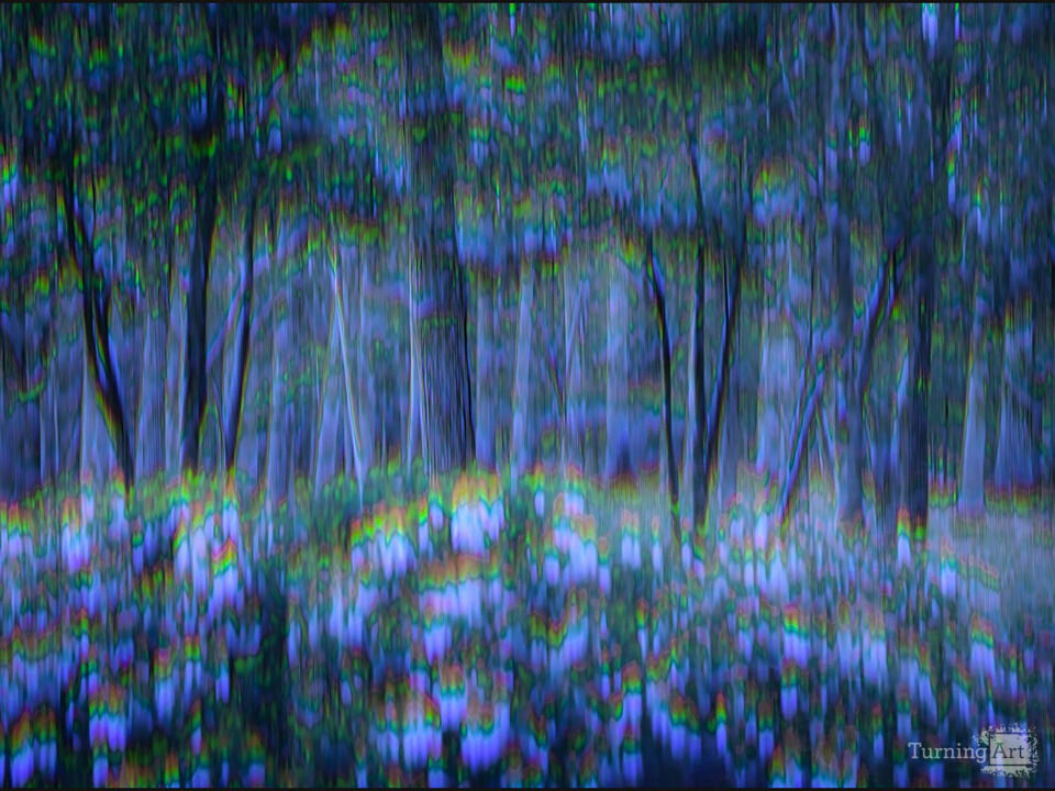 Cindy's Forest