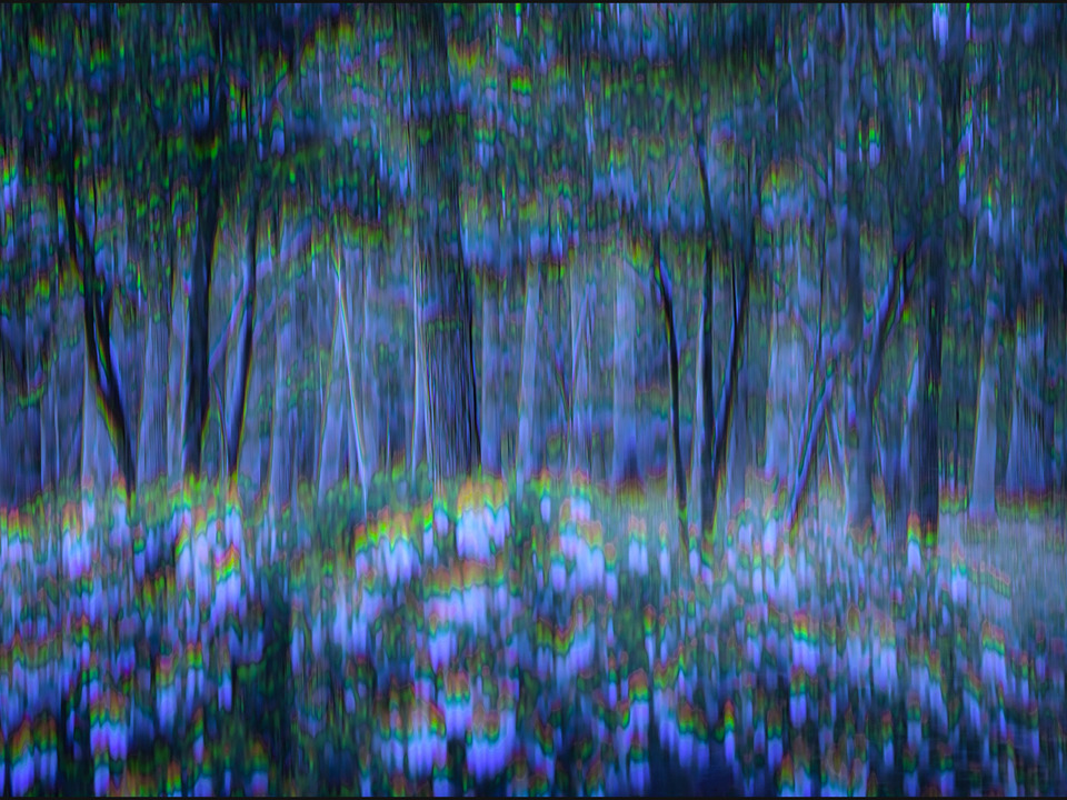 Cindy's Forest