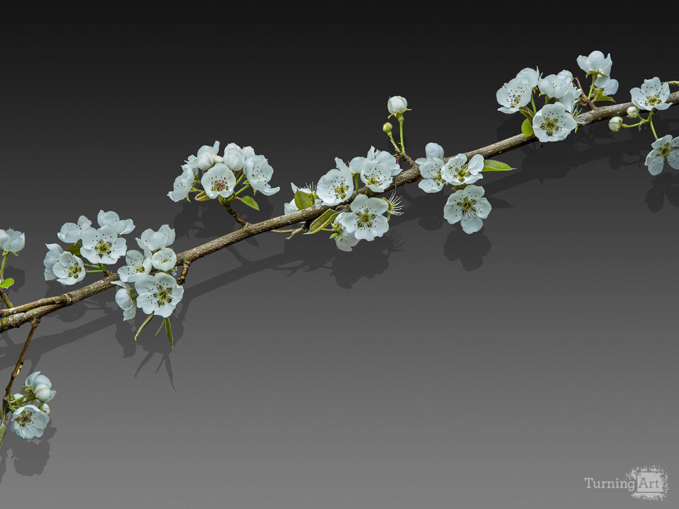 Pear Branch