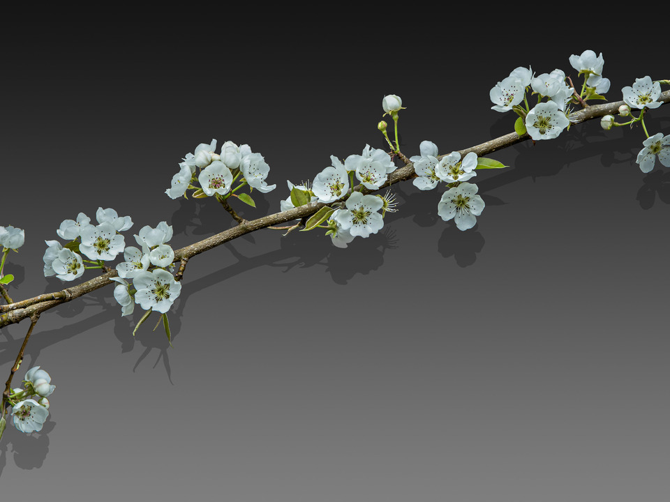 Pear Branch
