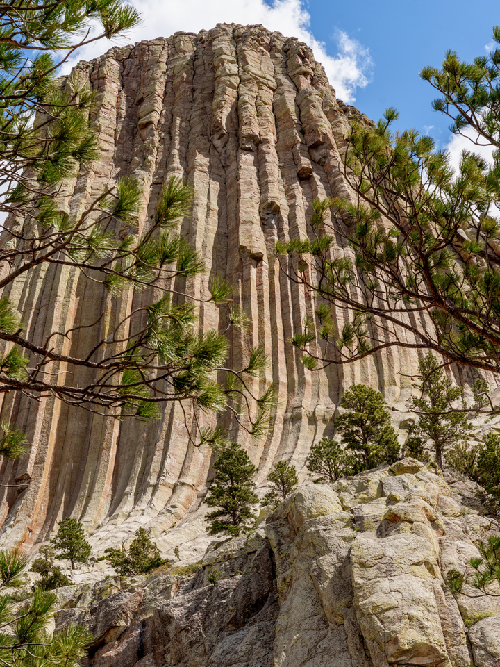 Devils Tower Framed By Spruce Branches Vertical