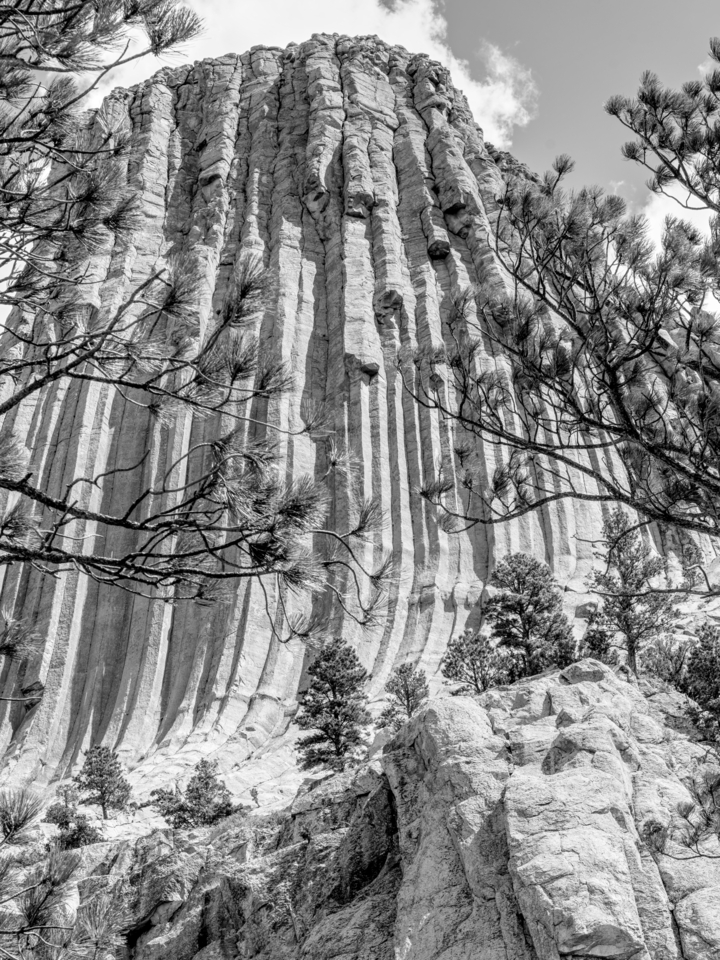 Devils Tower Framed By Spruce Branches Vertical Grayscale