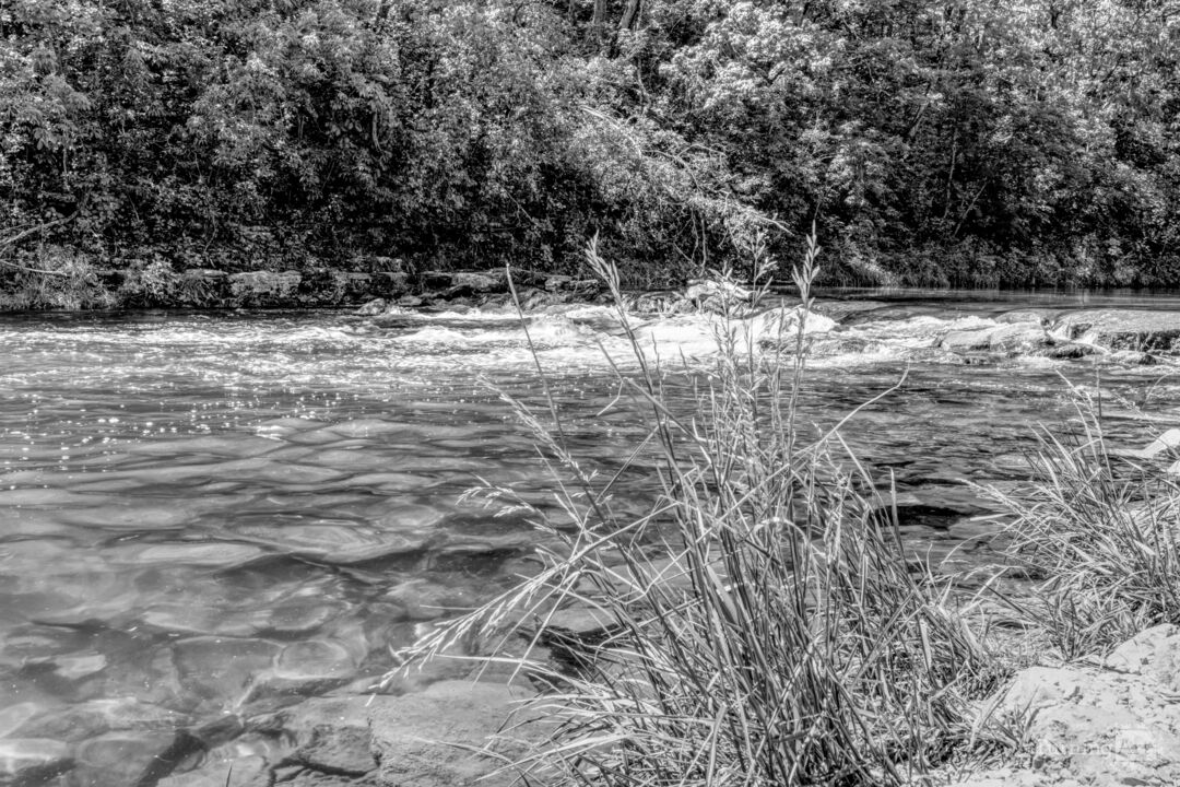 Grass By Flowing Water Grayscale