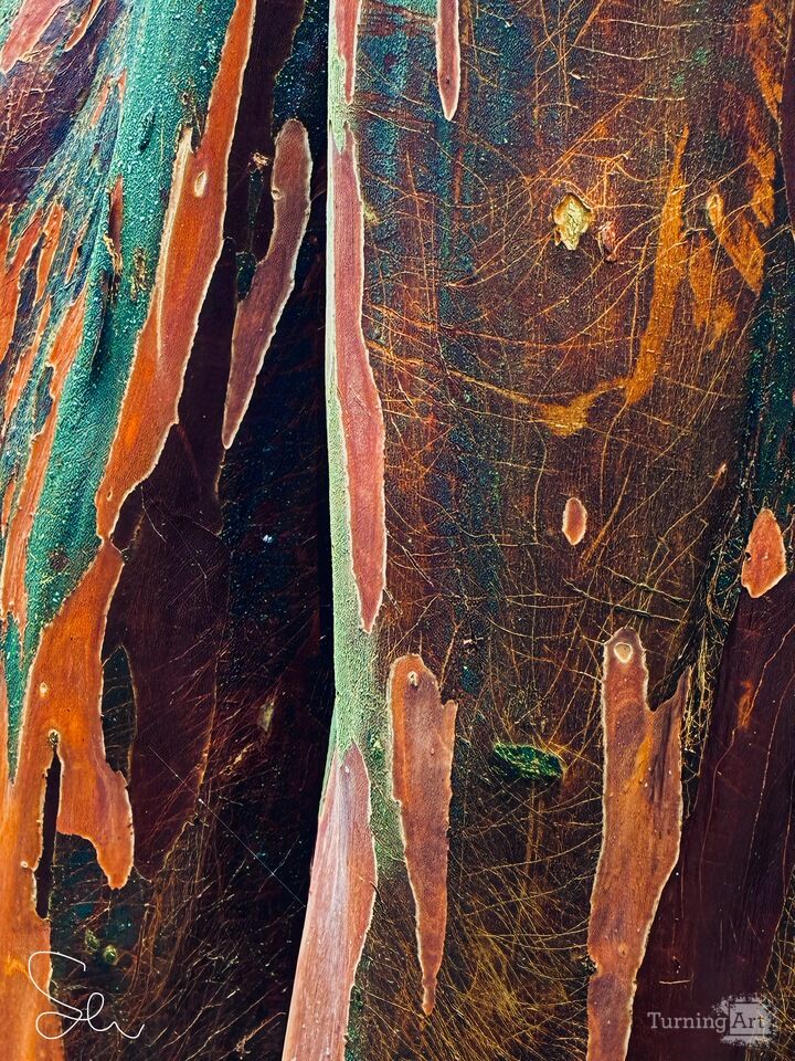 Crepe Myrtle