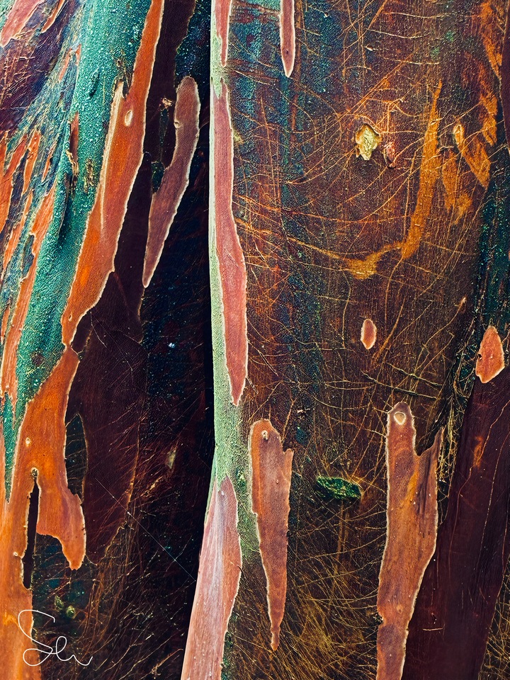Crepe Myrtle