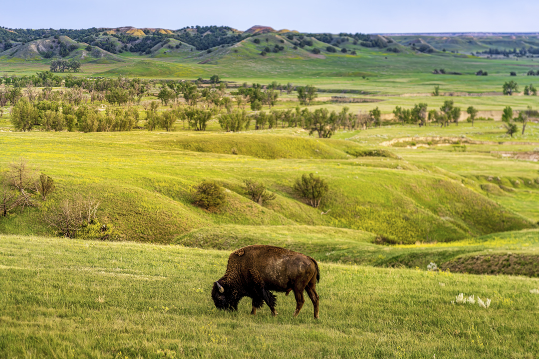 Bison Overlook