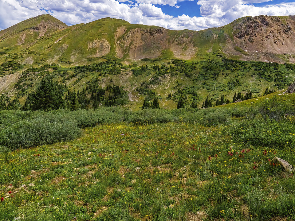Summer Meadow Below the Divide