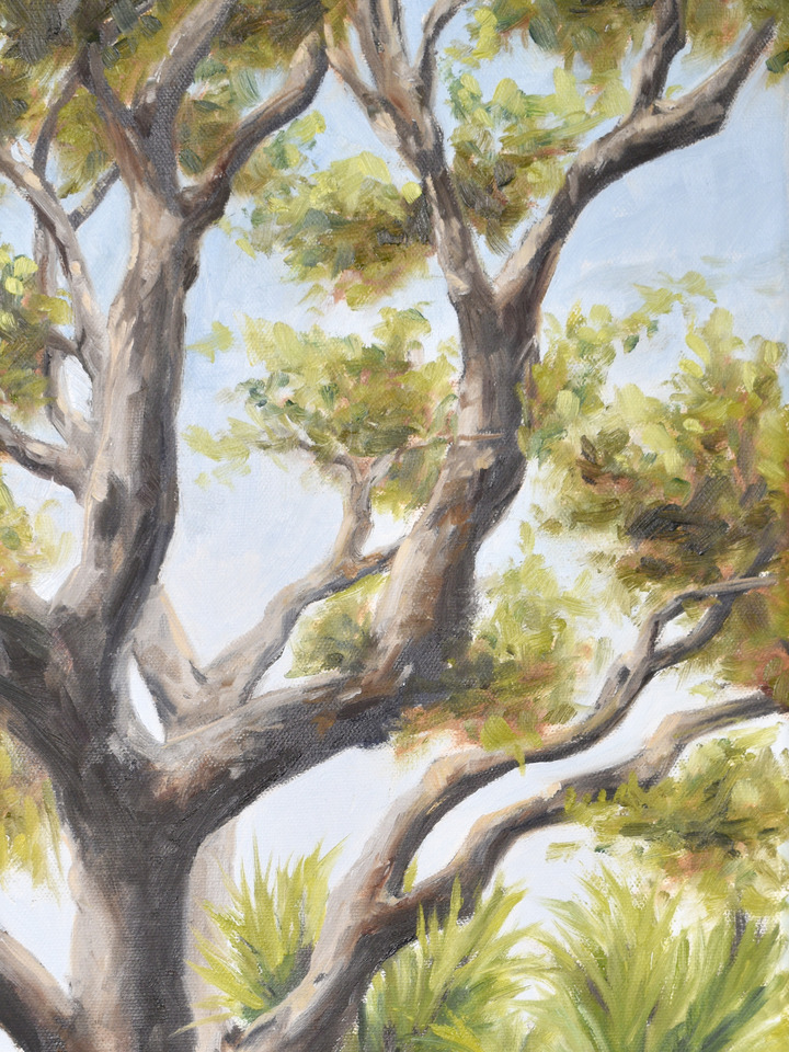 Palms under the Oak