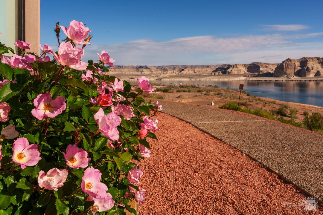 Roses Along Lake Powell