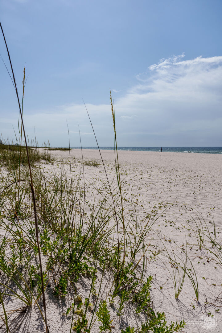 Perdido Key FL Through Sea Oats Vertical