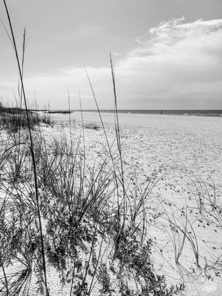 Perdido Key FL Through Sea Oats Vertical Grayscale
