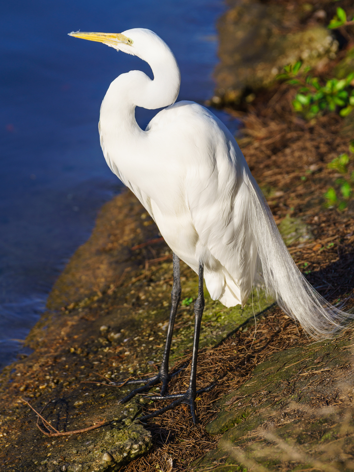 Great Egret At The Ponds Edge