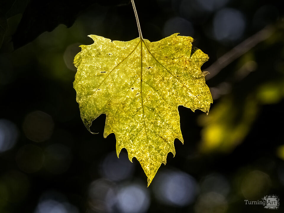 Summer Leaf