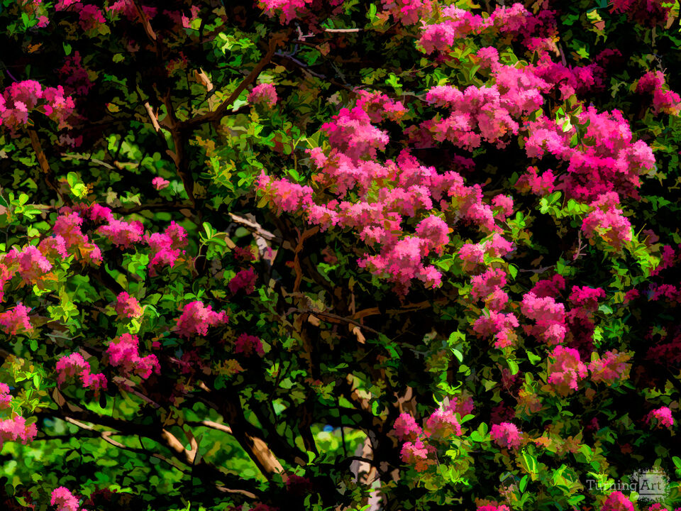 Summer Trees and Flowers