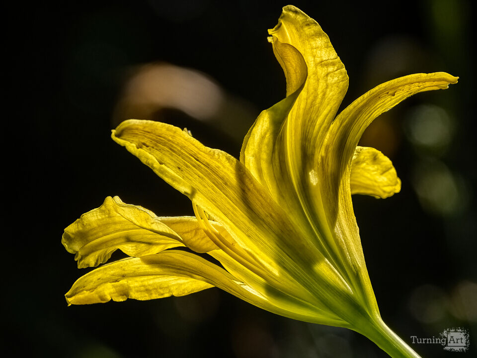 Summer Flame