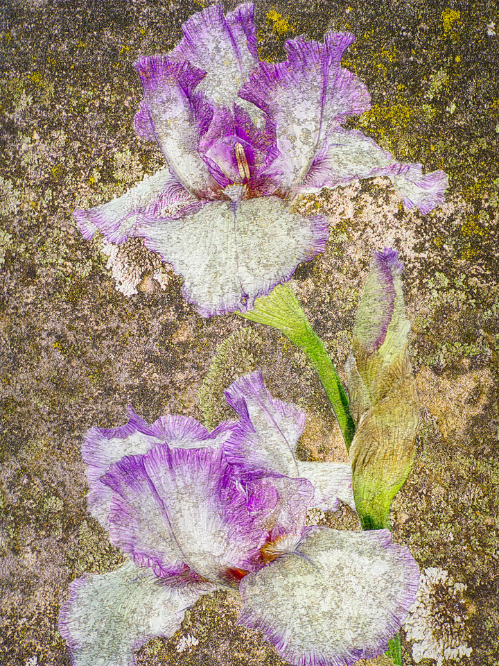 Iris Fresco