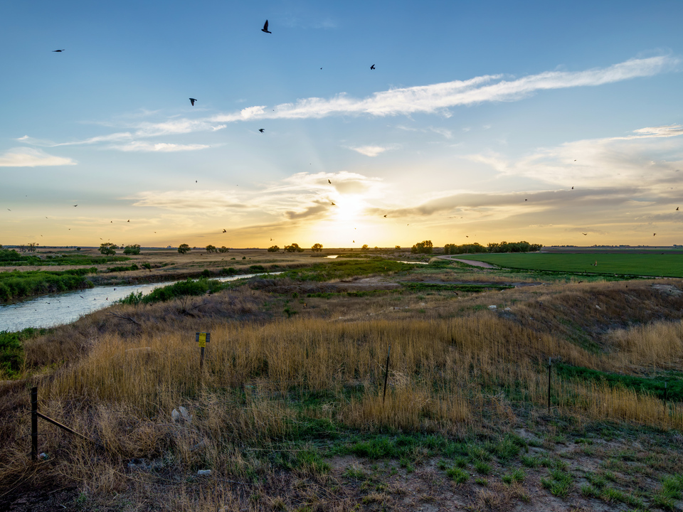 Common Nighthawks Arkansas River Sunset