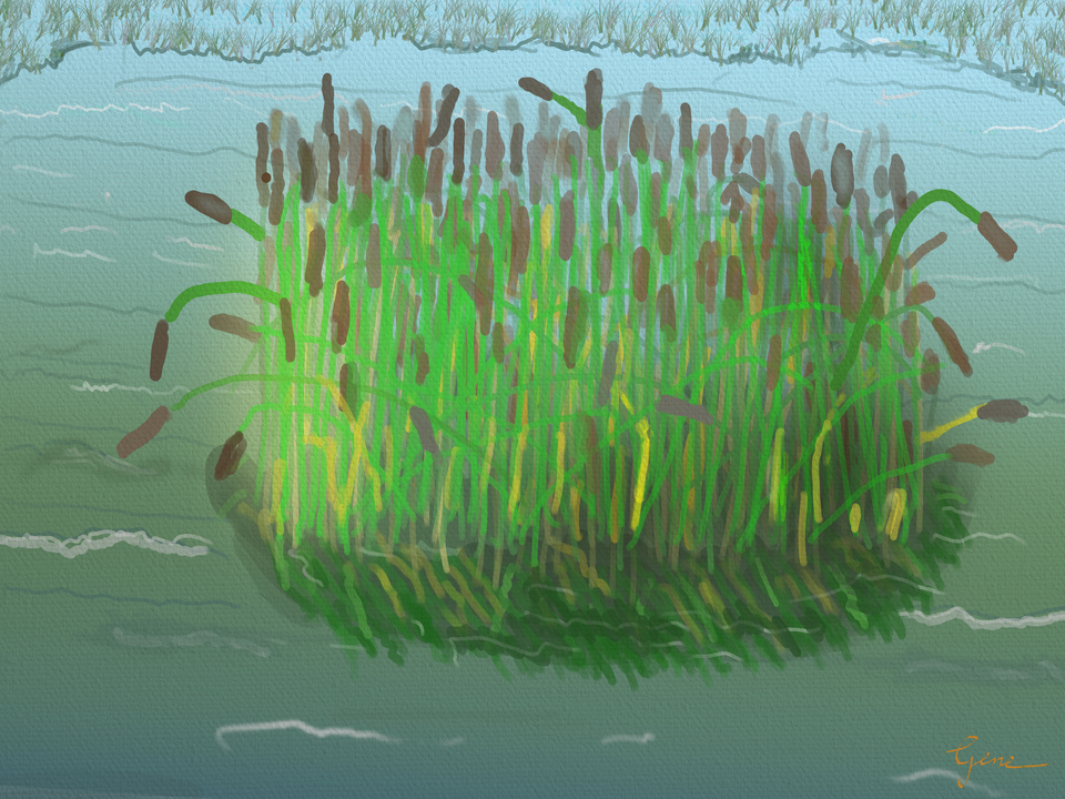 Cattails in Lake 2