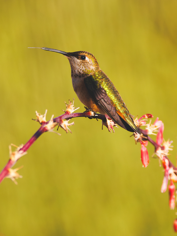 Hummingbird I - 2026