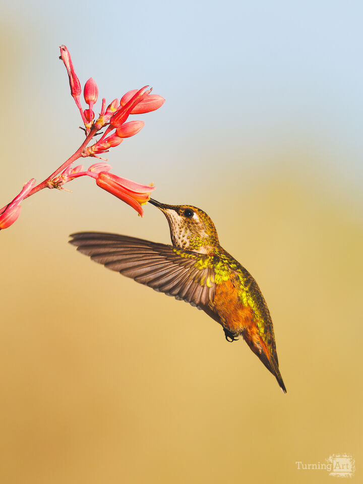 Hummingbird II, 2026