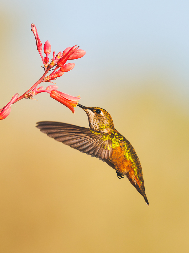 Hummingbird II, 2026