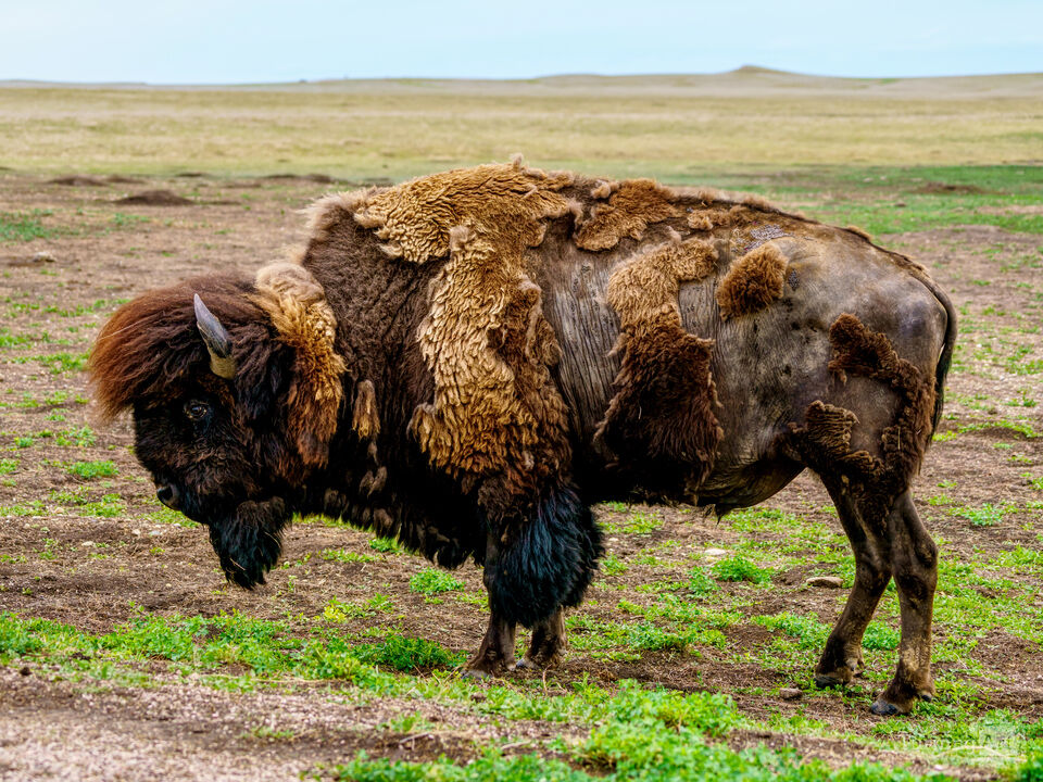 The Elvis Of Badlands National Park