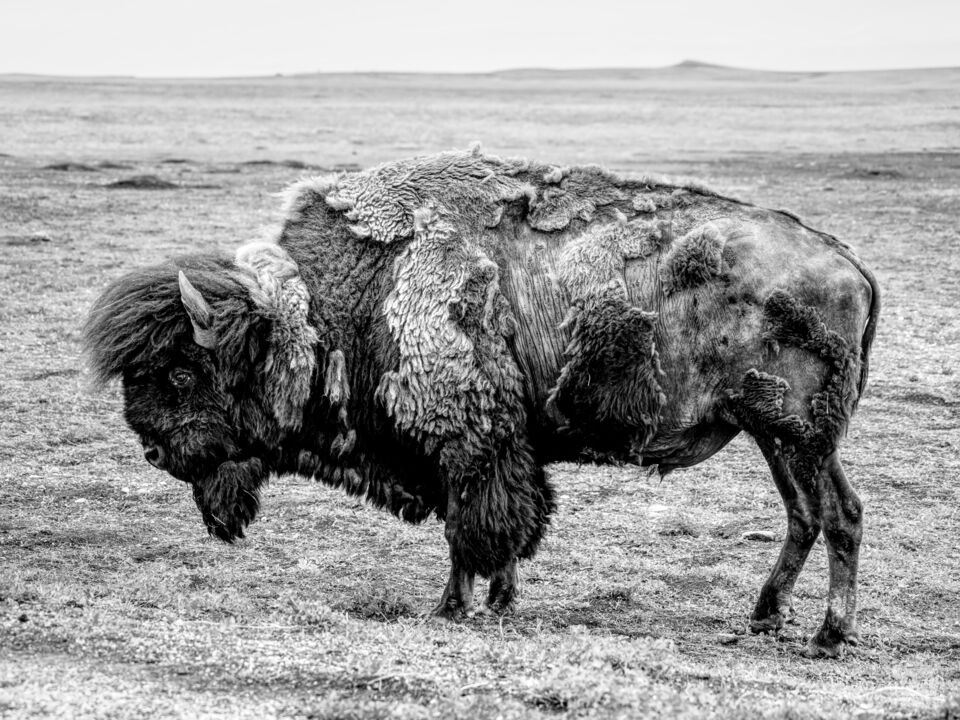 The Elvis Of Badlands National Park Grayscale
