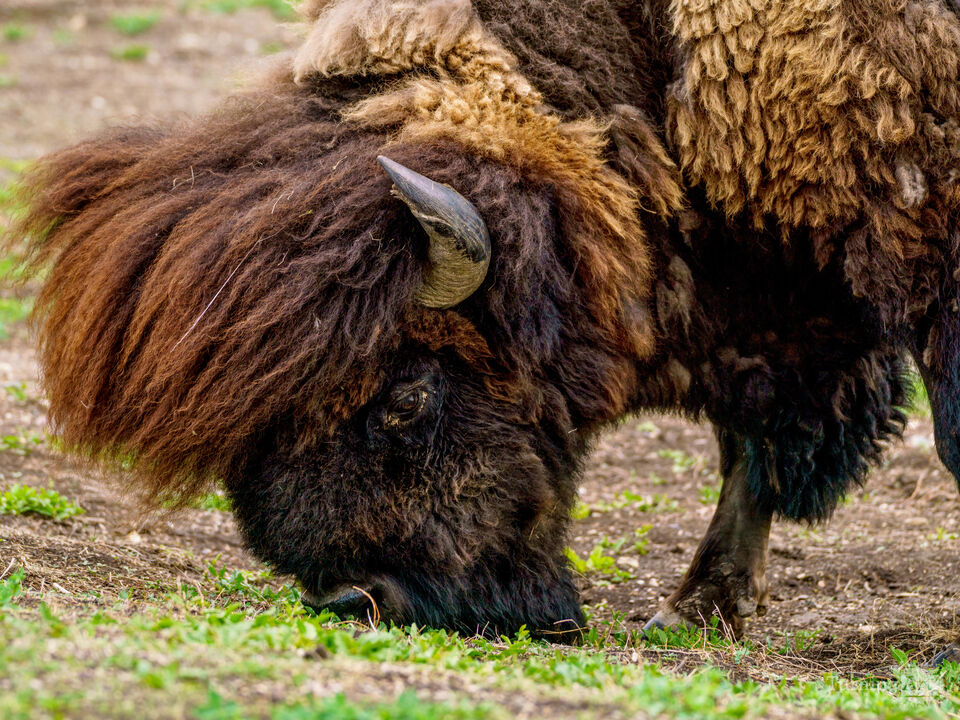 King Of The Badlands