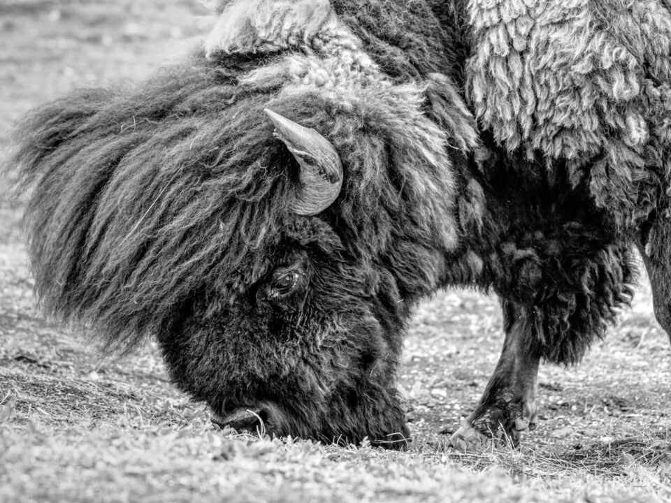 King Of The Badlands Grayscale