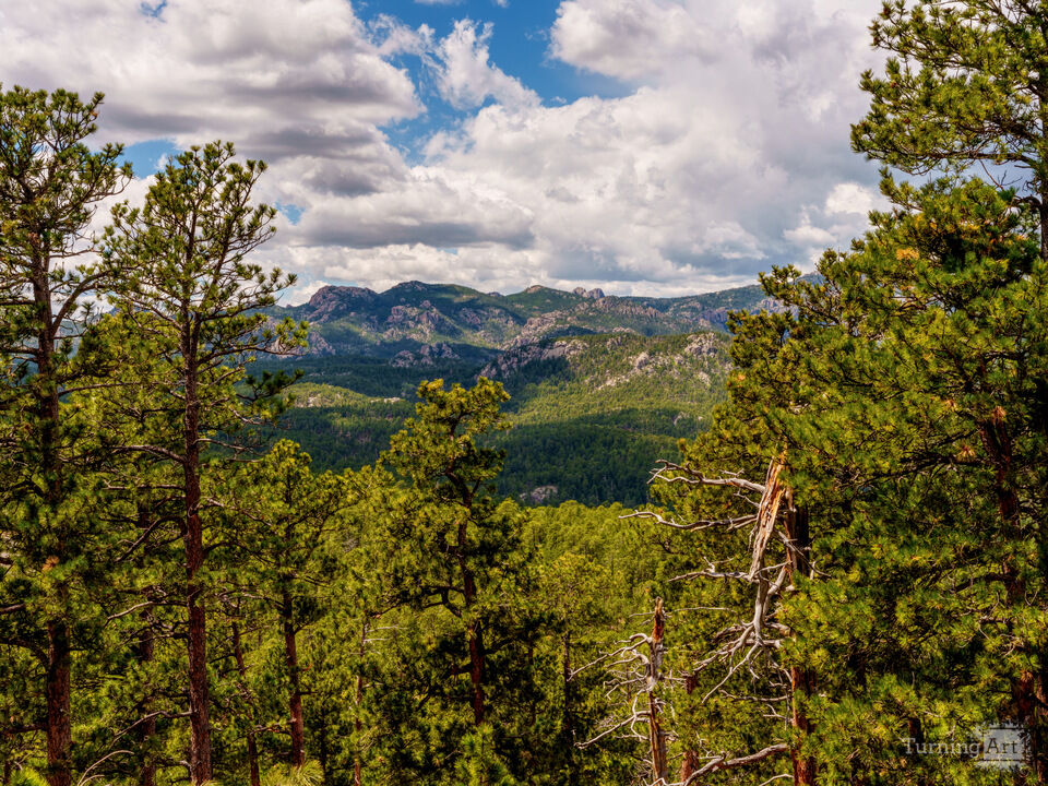 Black Hills Forest Landscape