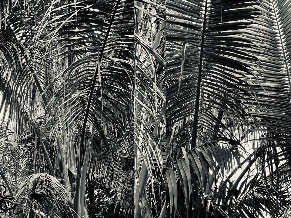 At Home In The Tropics