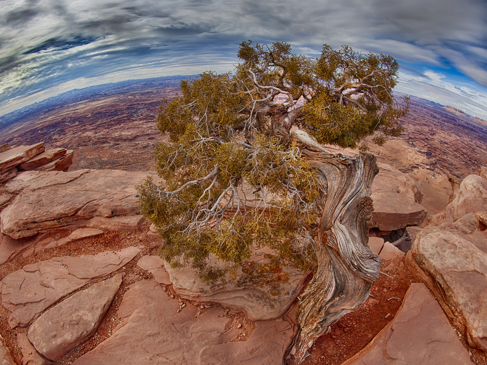 Tree with a View