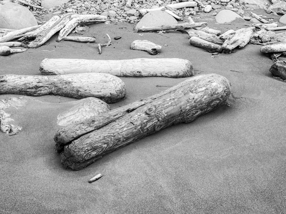 Driftwood on the Shore - Black and White   