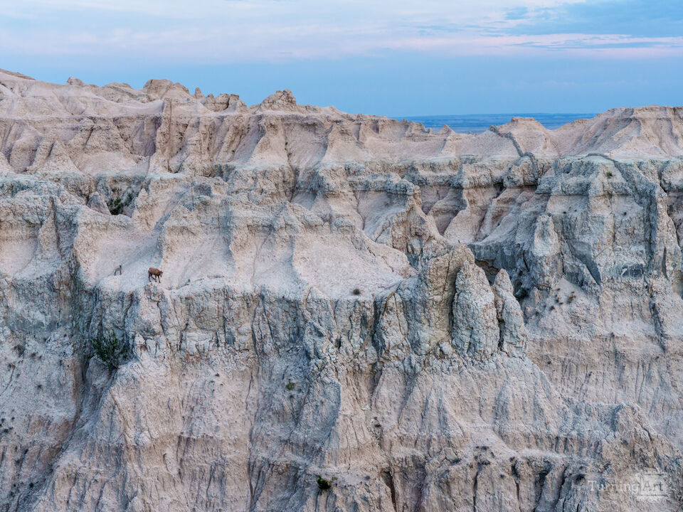 Badlands Big Horn Sheep On The Edge