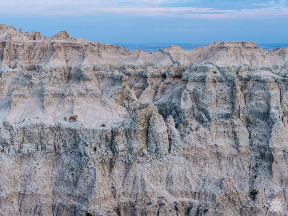 Badlands Climbing Bighorn Sheep Blue Hour