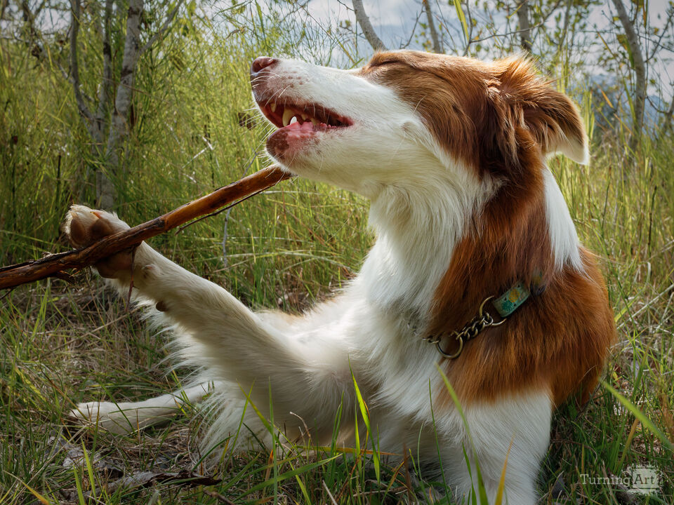 Happy With My Stick