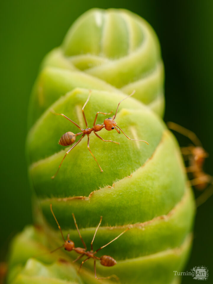 Helical Spiral and Weaver Ant