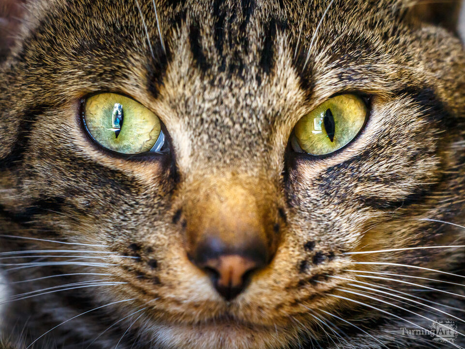 Tabby's Gaze