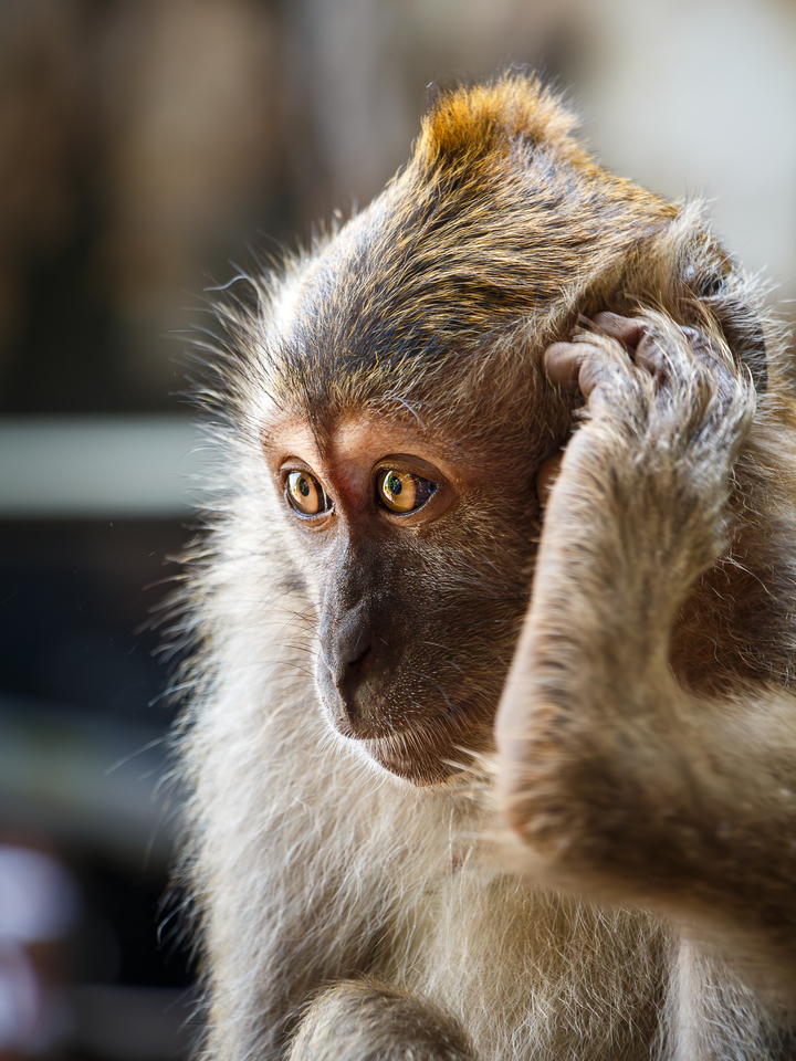 Hello, Monkey Here