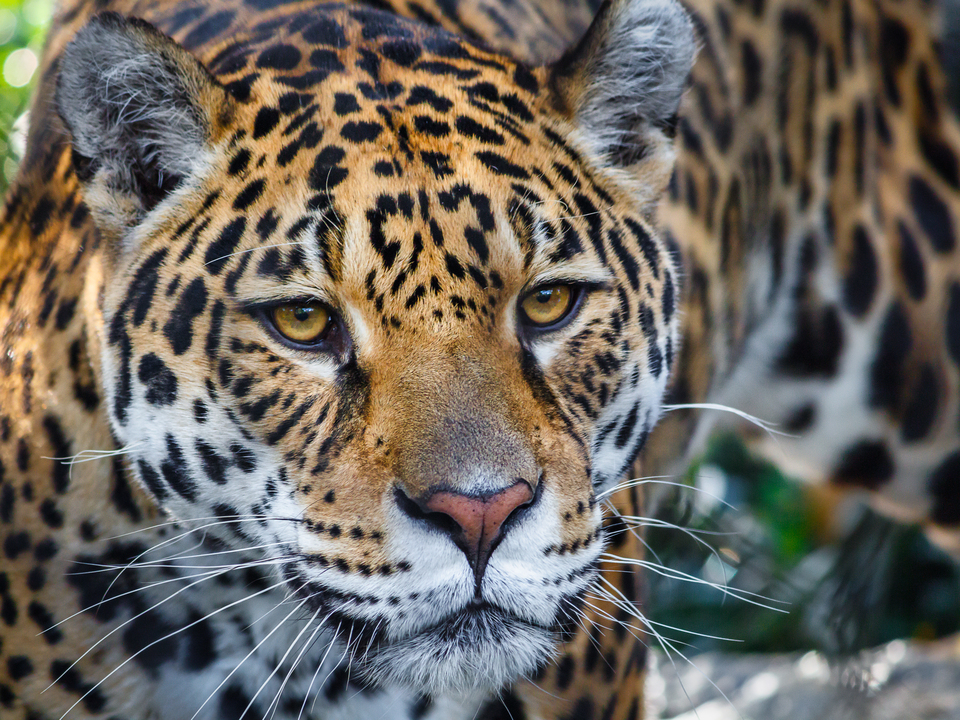 Gaze of the Leopard