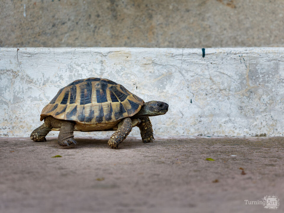 A Purposeful Stride