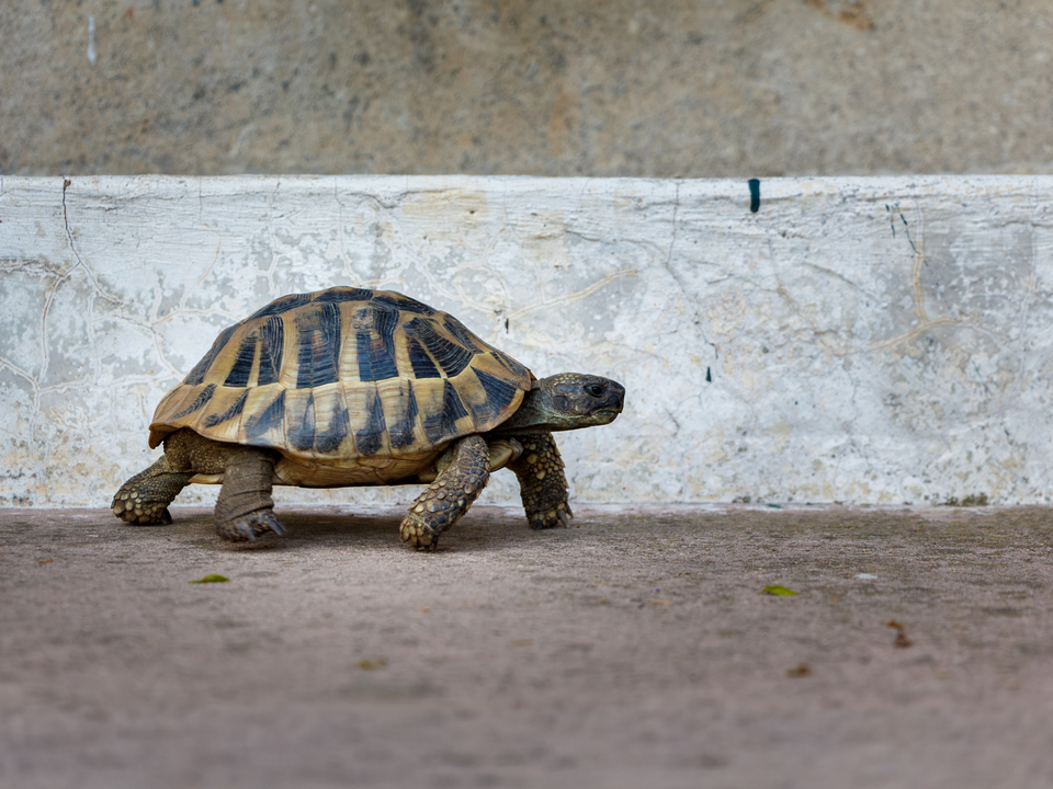 A Purposeful Stride