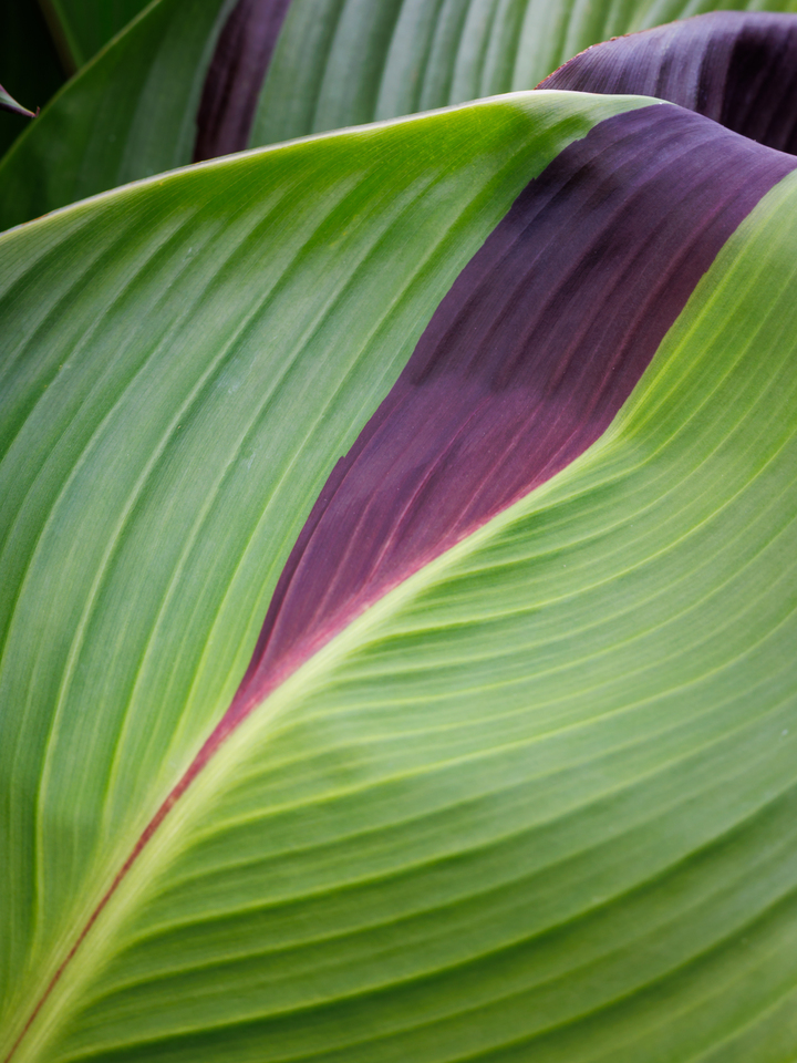 Canna Indica No. 1