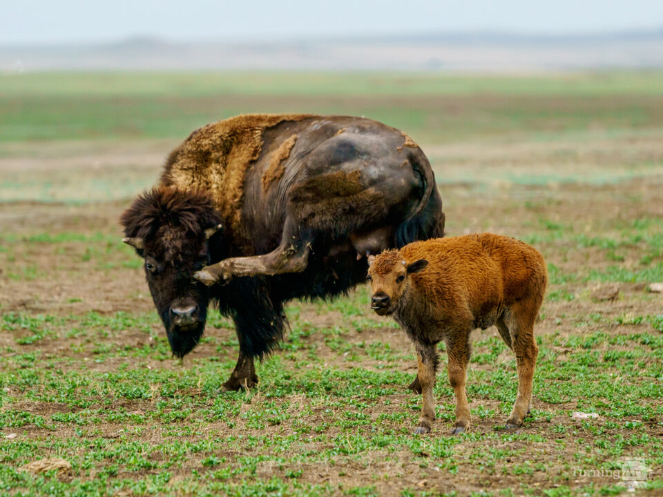 Curious Calf And Itchy Bison Mom