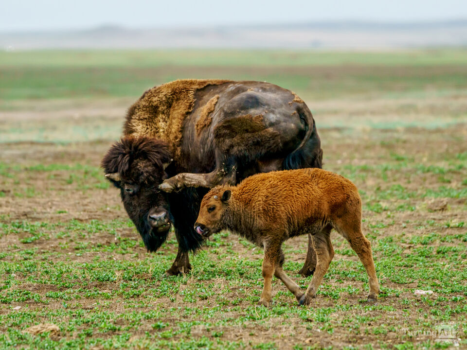 Bison Calf With Scratching Mother