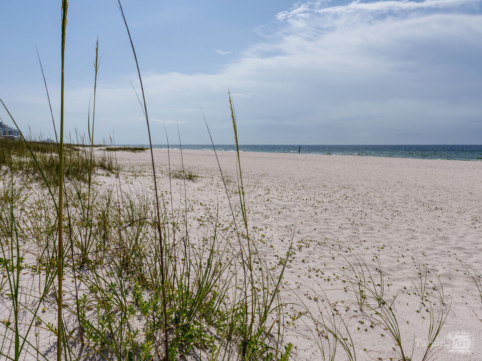 Perdido Key FL Through Sea Oats