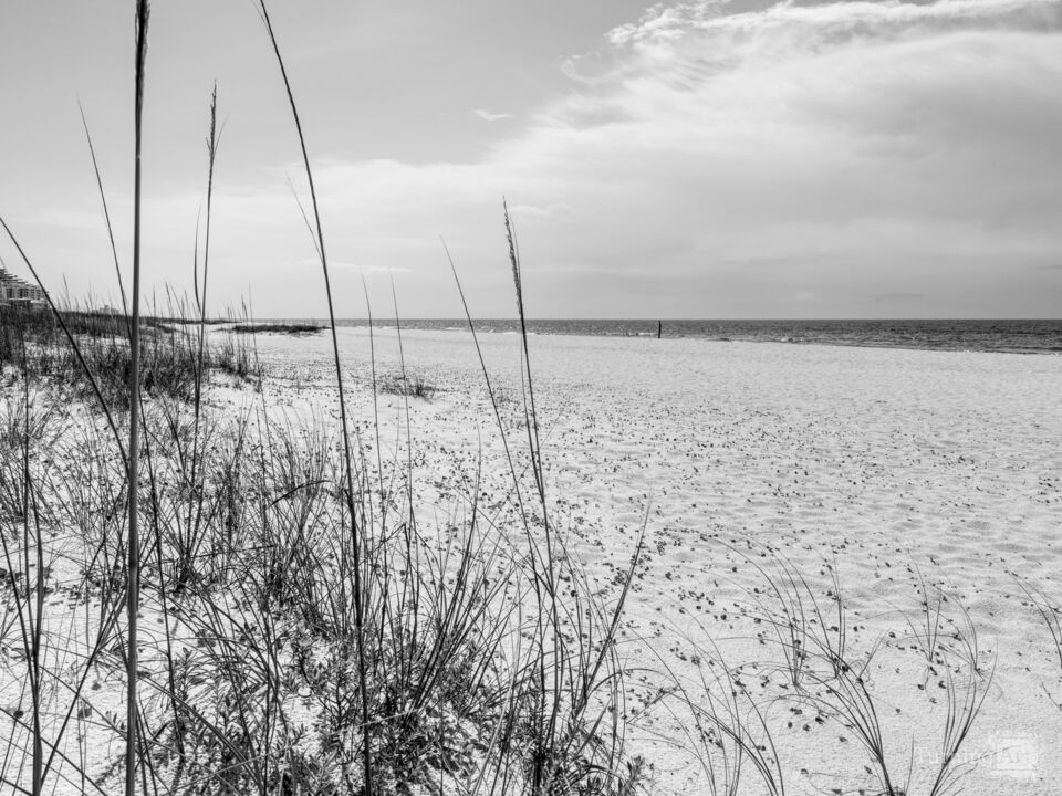Perdido Key FL Through Sea Oats Grayscale